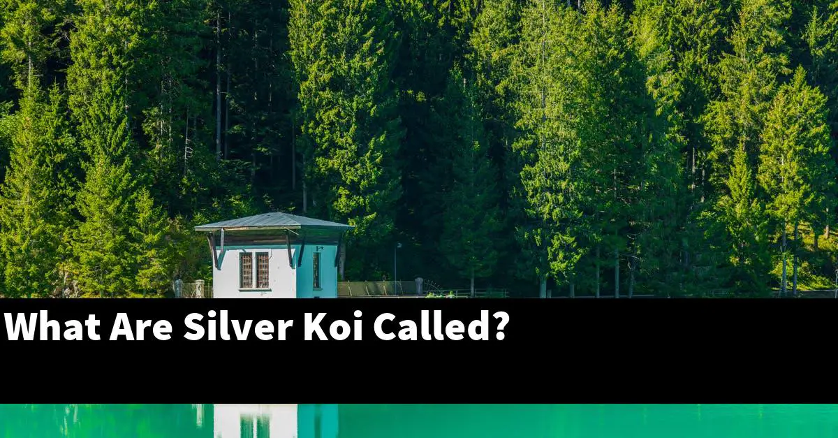 What Are Silver Koi Called?