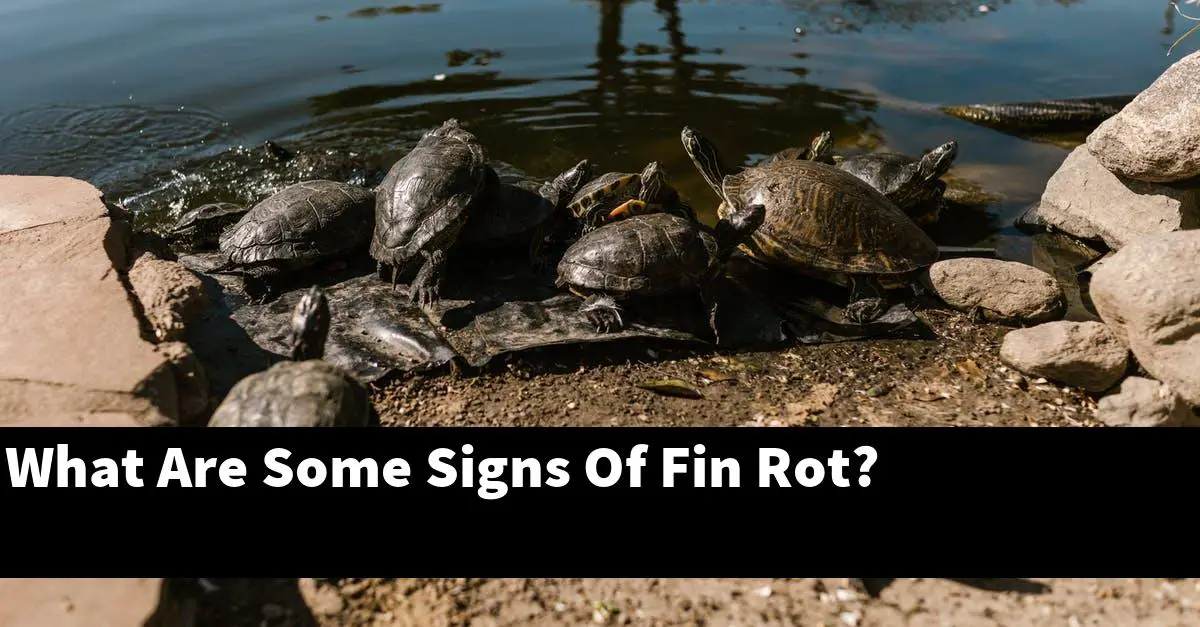 What Are Some Signs Of Fin Rot?