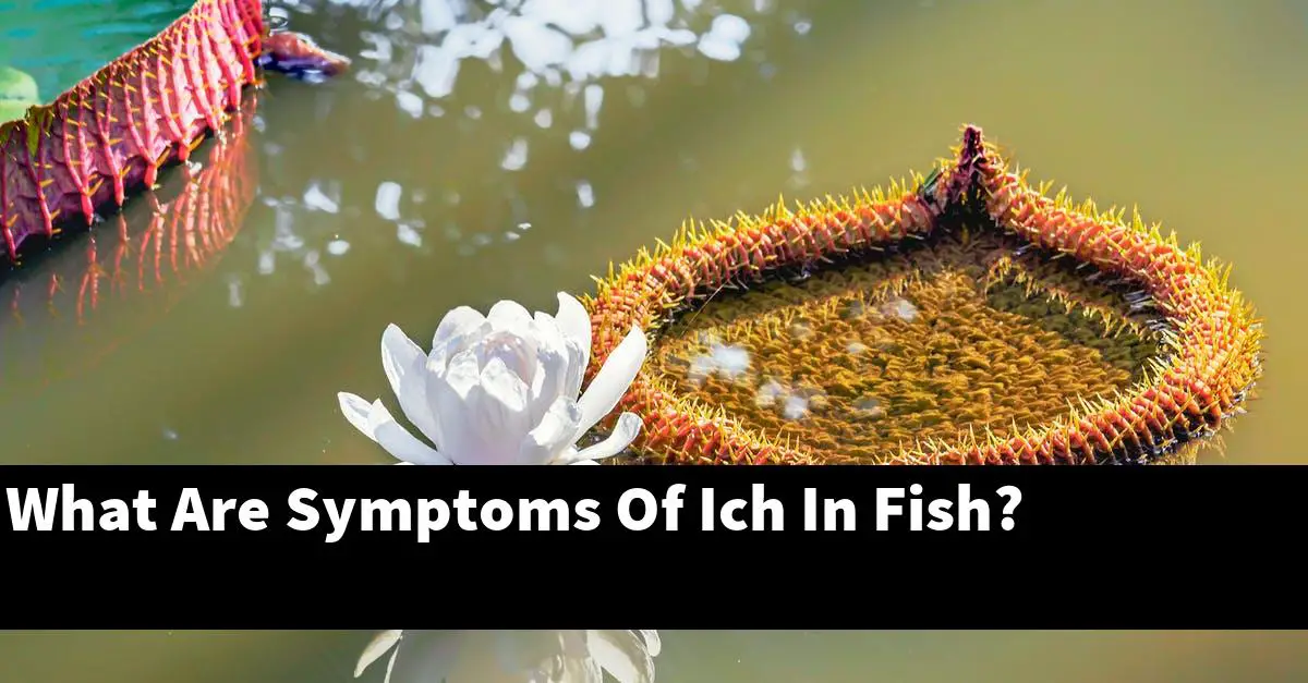 What Are Symptoms Of Ich In Fish?