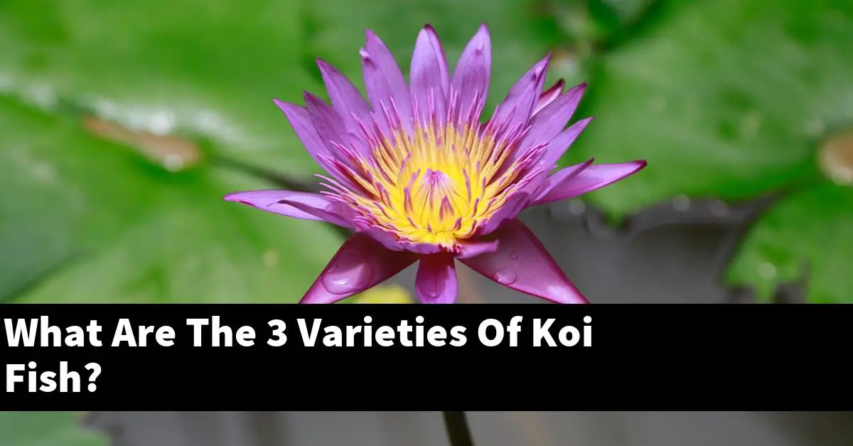 What Are The 3 Varieties Of Koi Fish?