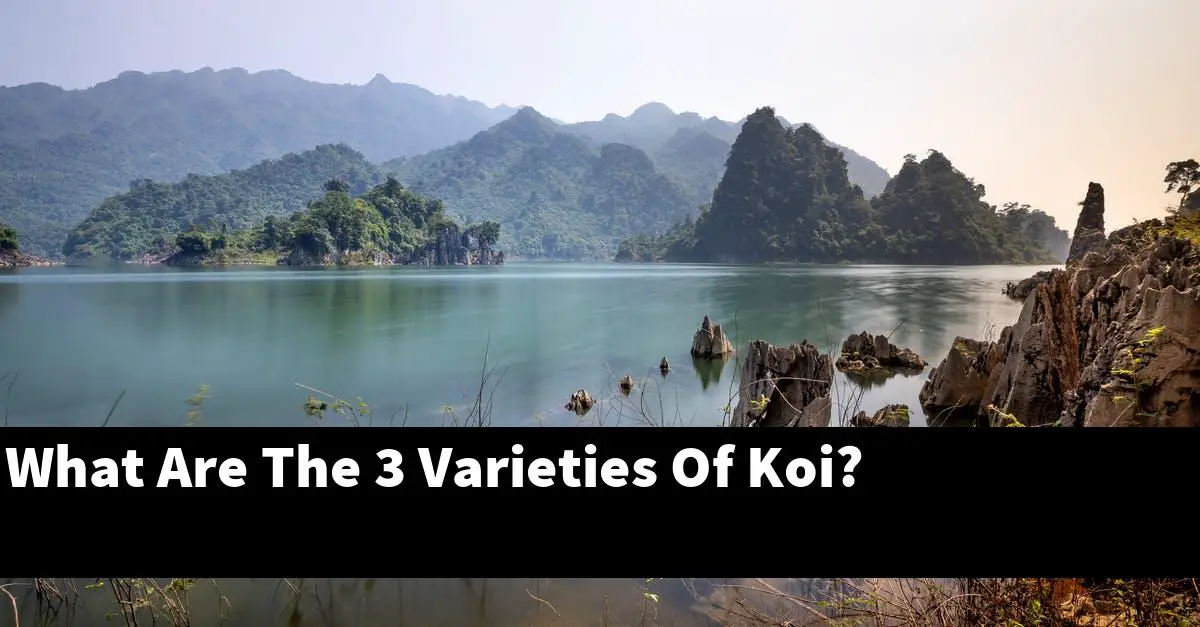 What Are The 3 Varieties Of Koi?