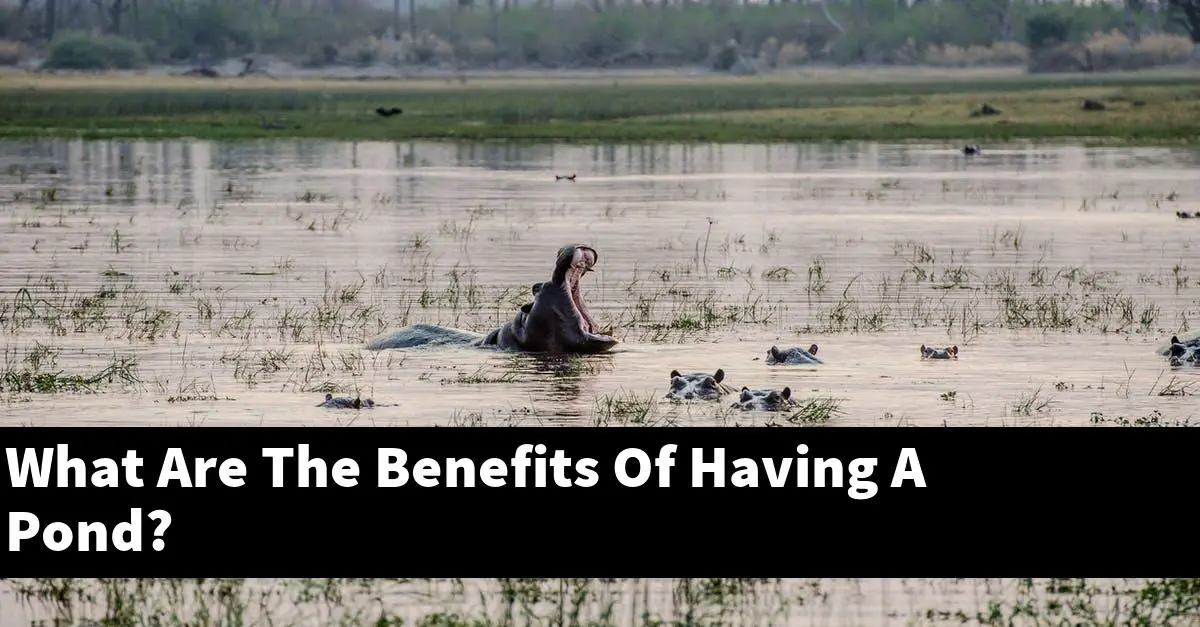 What Are The Benefits Of Having A Pond?