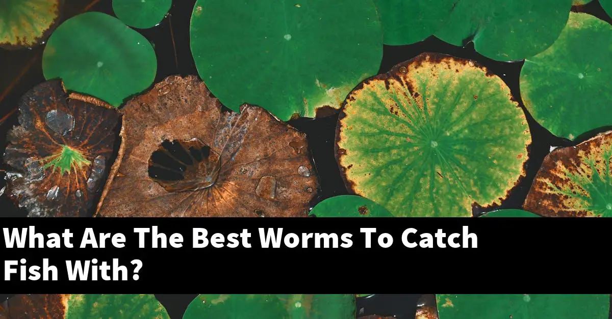 What Are The Best Worms To Catch Fish With?