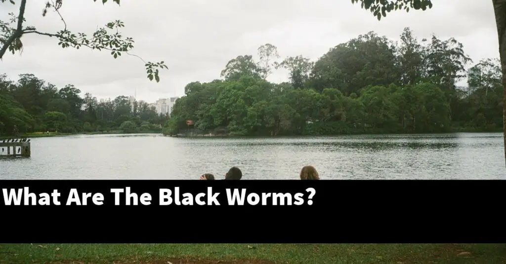 What Are The Black Worms? [2024 Guide] Gold Koi Fish