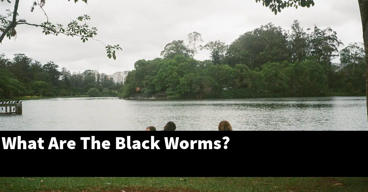 What Are The Black Worms?