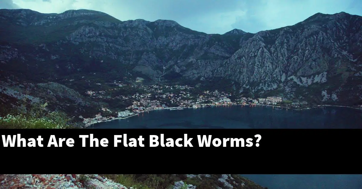 What Are The Flat Black Worms?