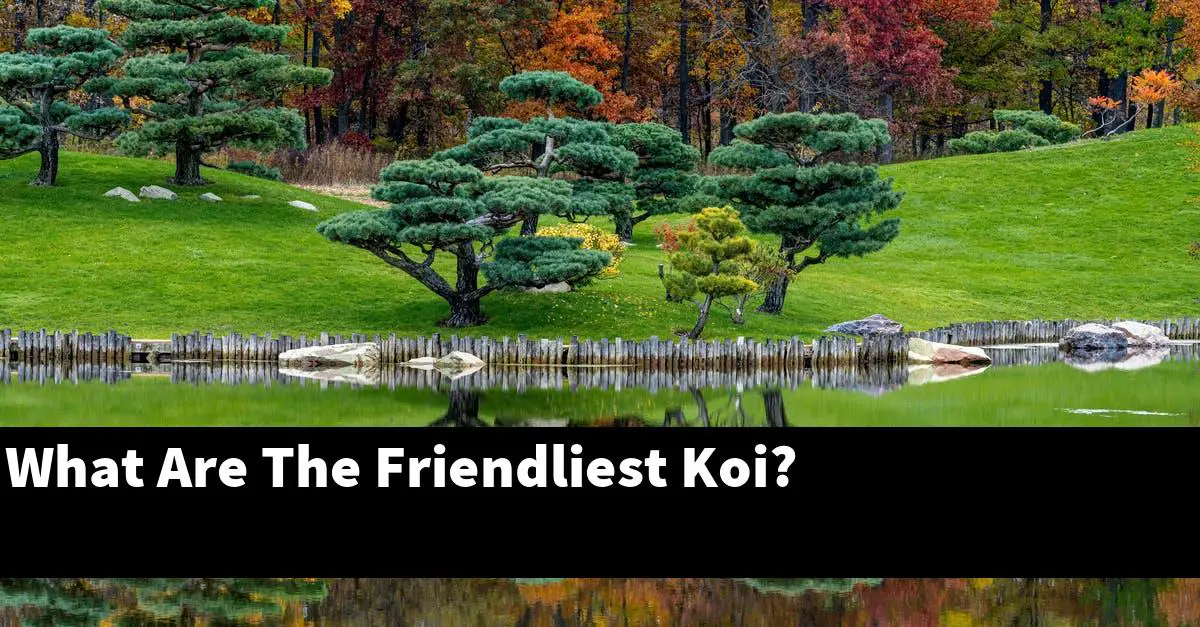 What Are The Friendliest Koi?