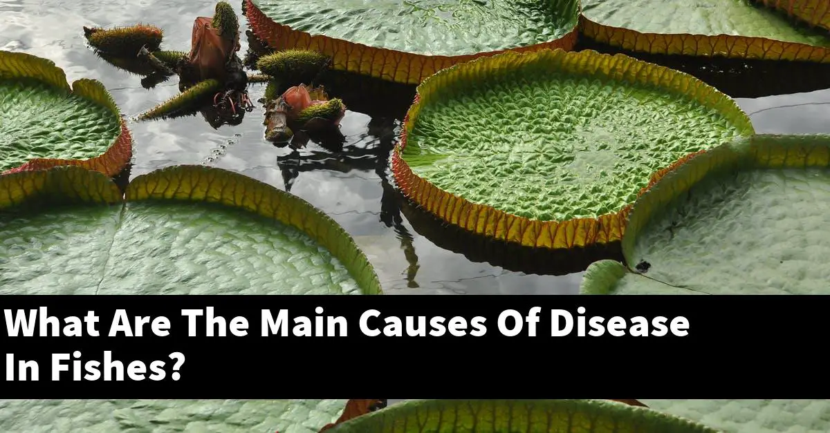 What Are The Main Causes Of Disease In Fishes?