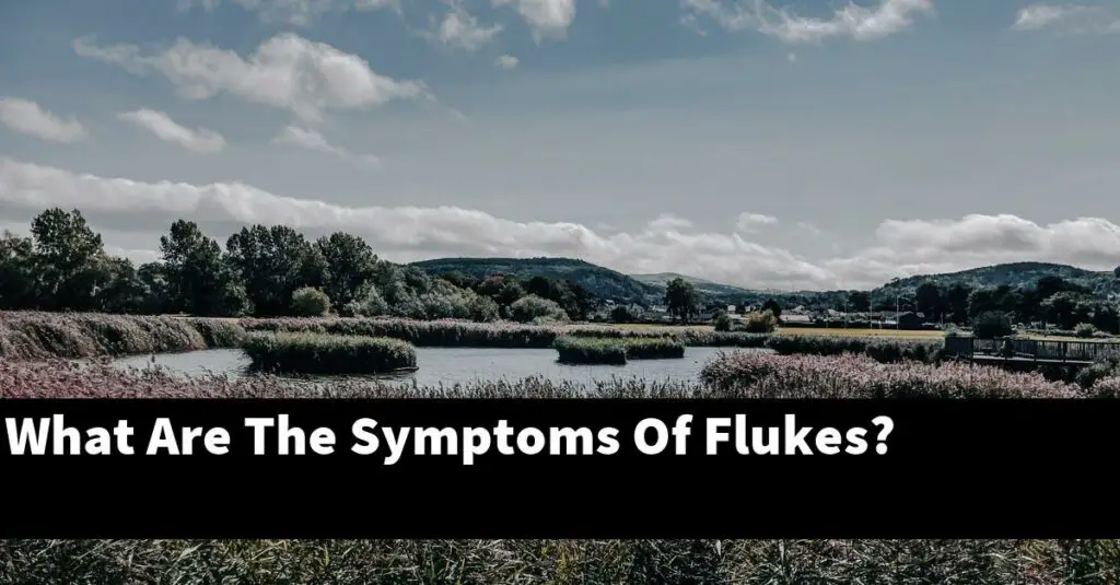 What Are The Symptoms Of Flukes? [2023 Guide] Gold Koi Fish