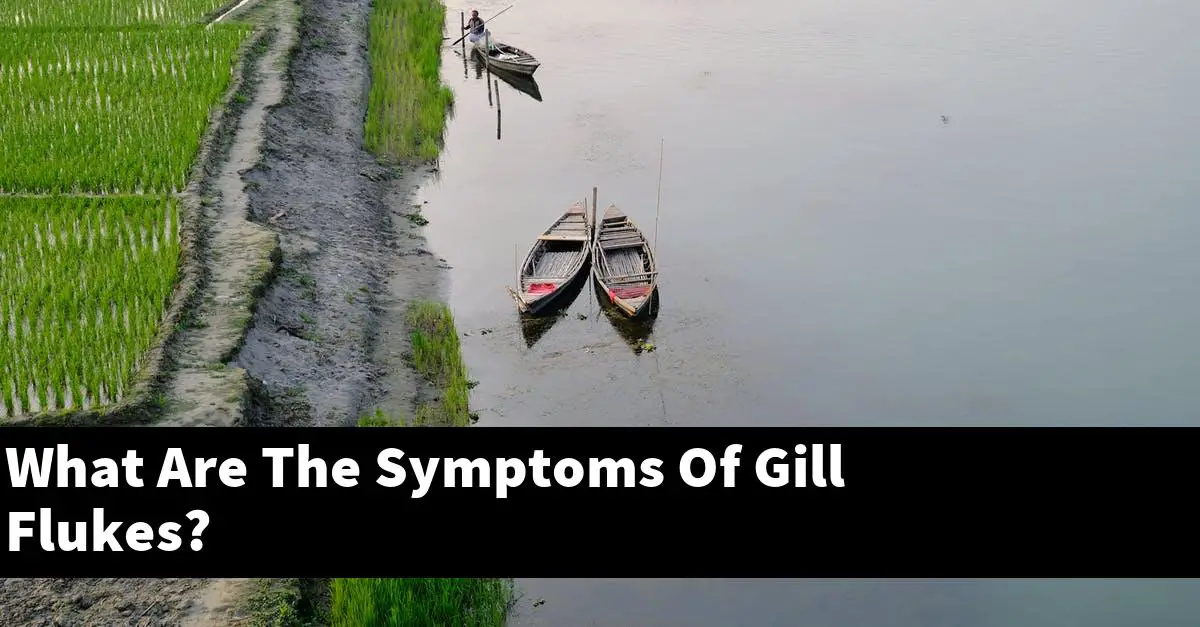 What Are The Symptoms Of Gill Flukes?