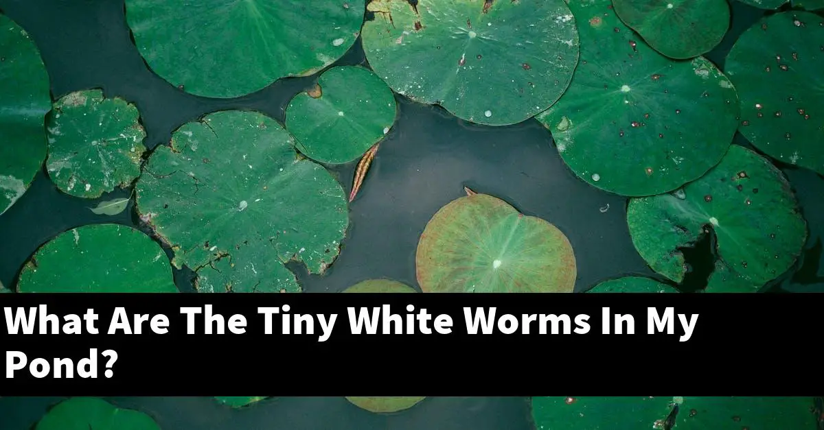 What Are The Tiny White Worms In My Pond?