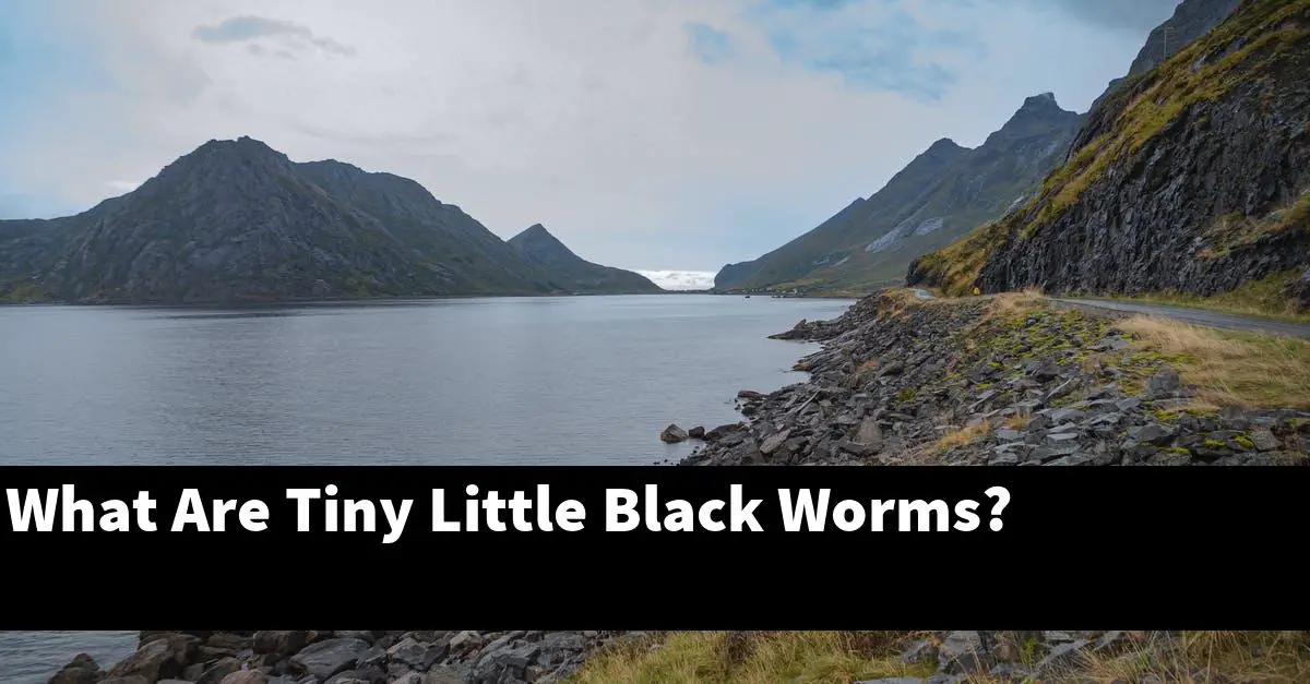 What Are Tiny Little Black Worms?