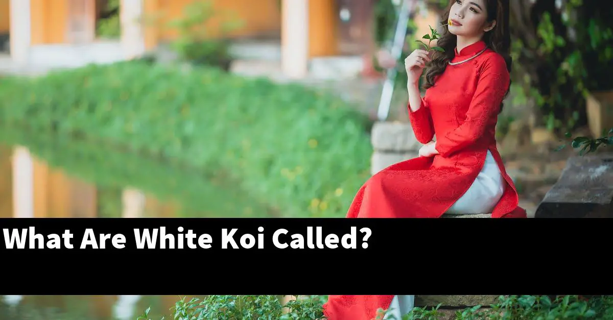 What Are White Koi Called?