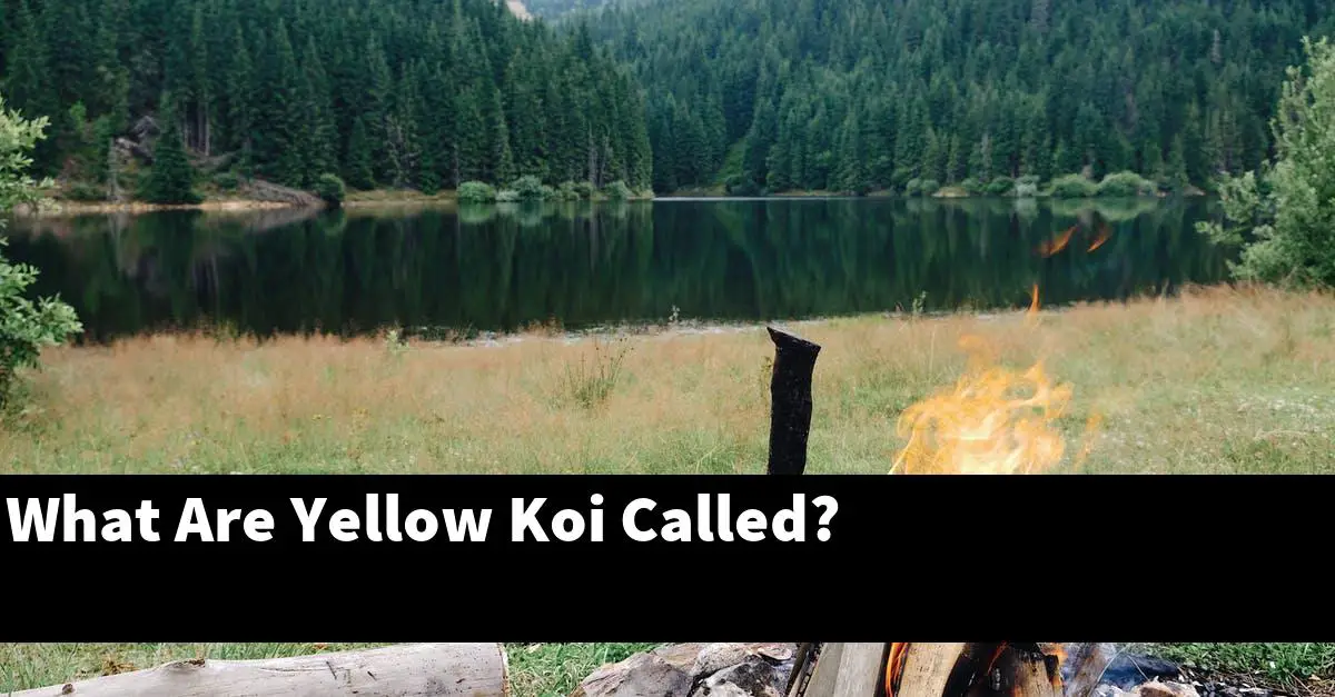 What Are Yellow Koi Called?