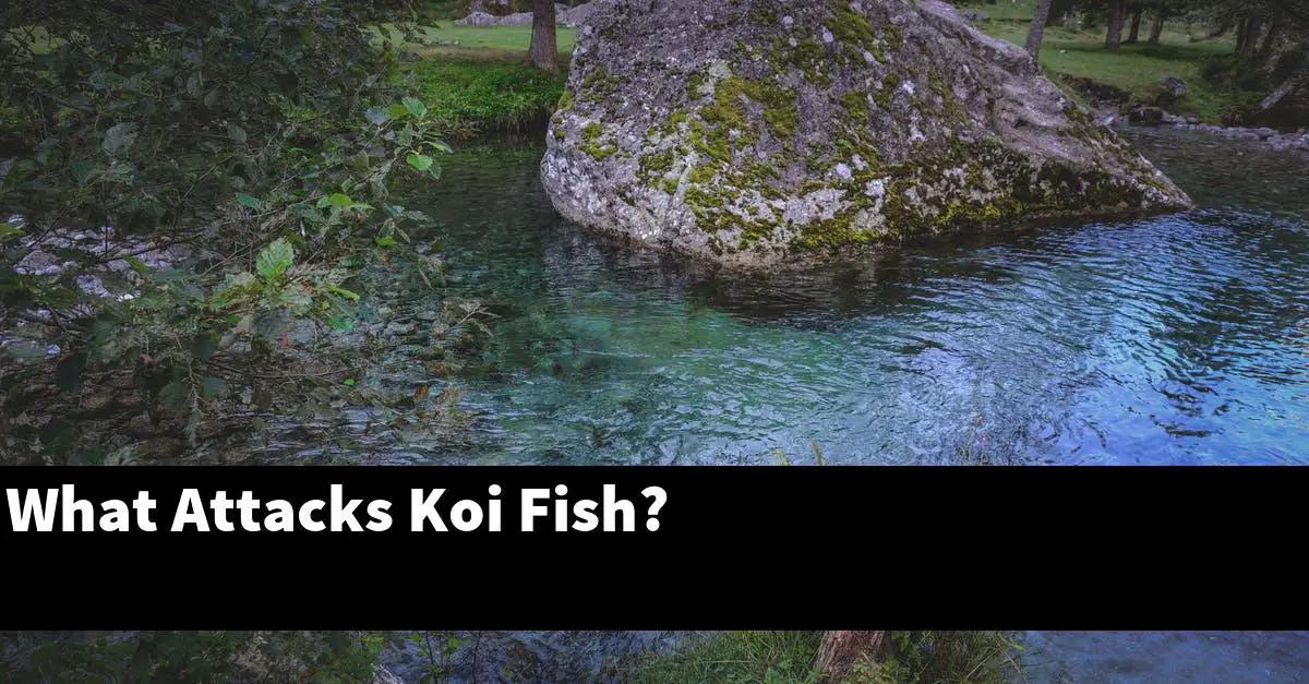 What Attacks Koi Fish?