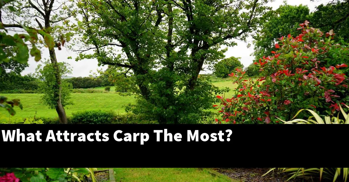What Attracts Carp The Most?