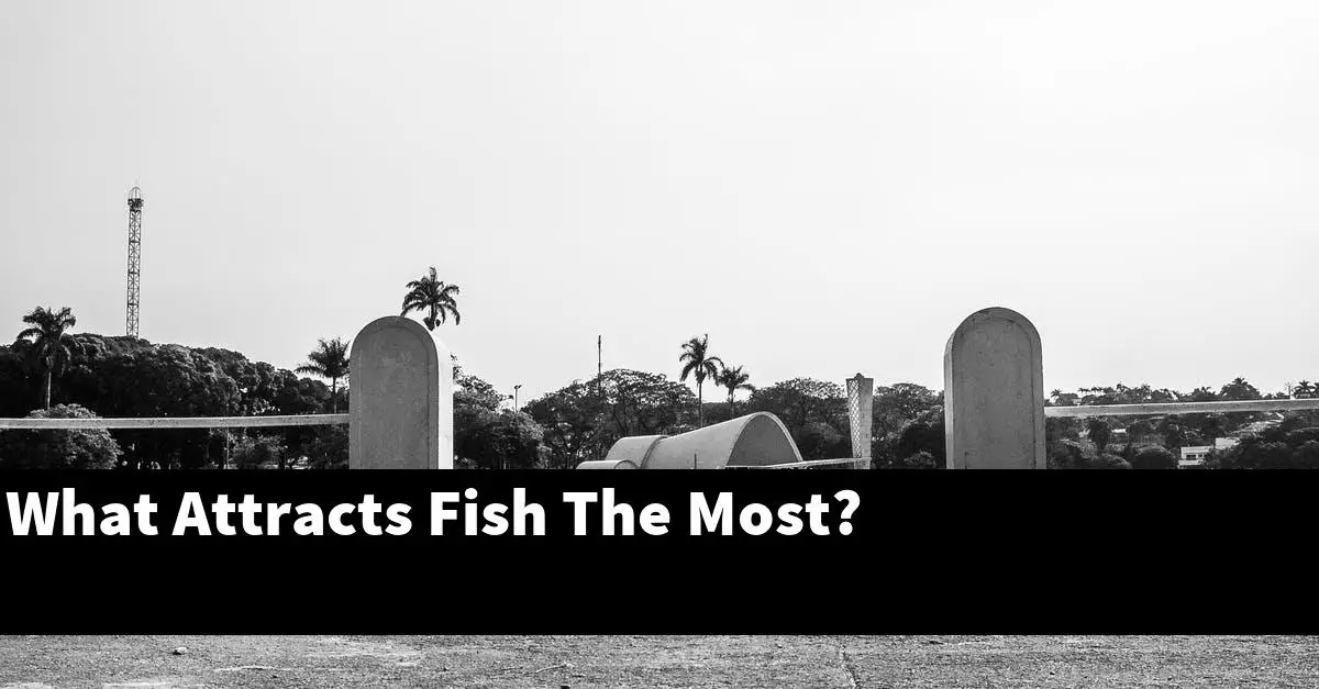 What Attracts Fish The Most?