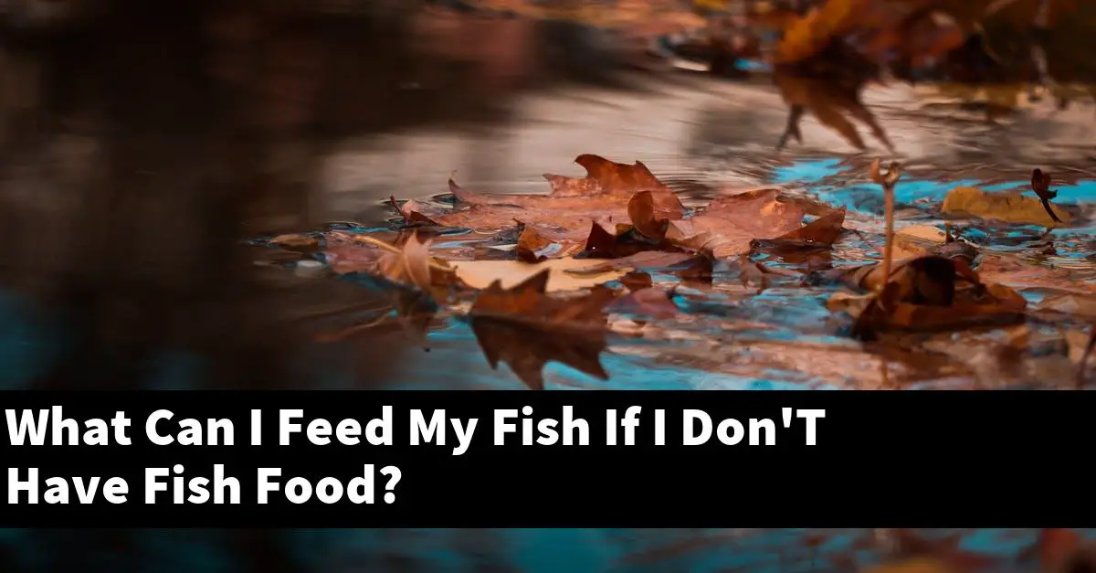 What Can I Feed My Fish If I Don'T Have Fish Food?