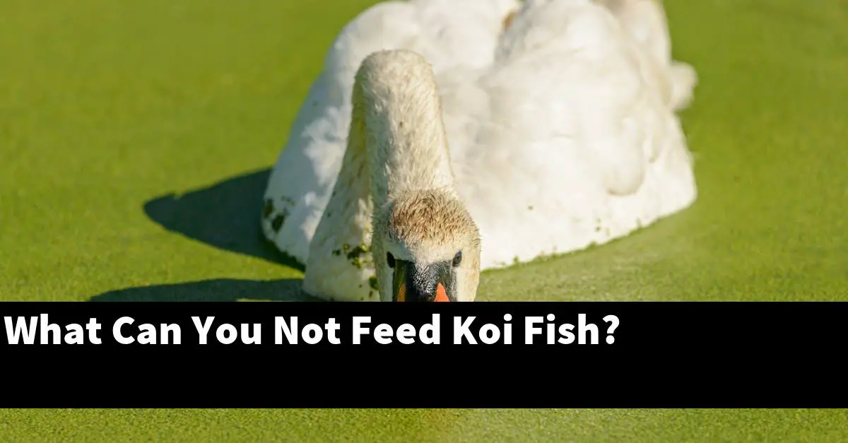What Can You Not Feed Koi Fish?