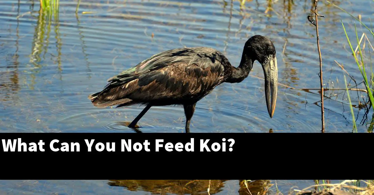 What Can You Not Feed Koi?
