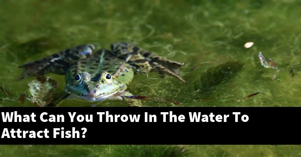What Can You Throw In The Water To Attract Fish?