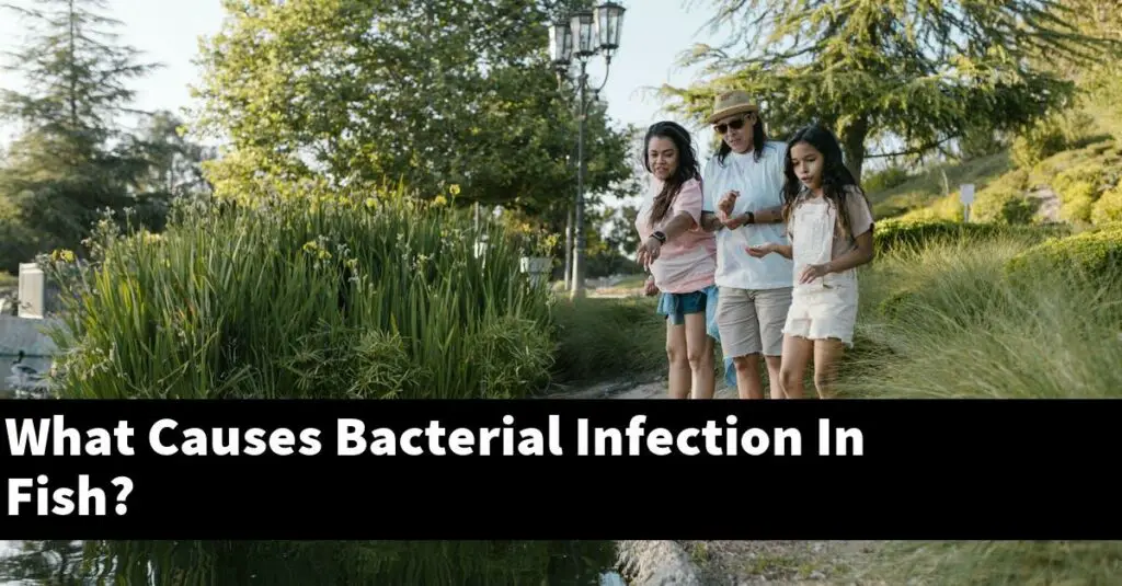 What Causes Bacterial Infection In Fish? [2024 Guide] Gold Koi Fish