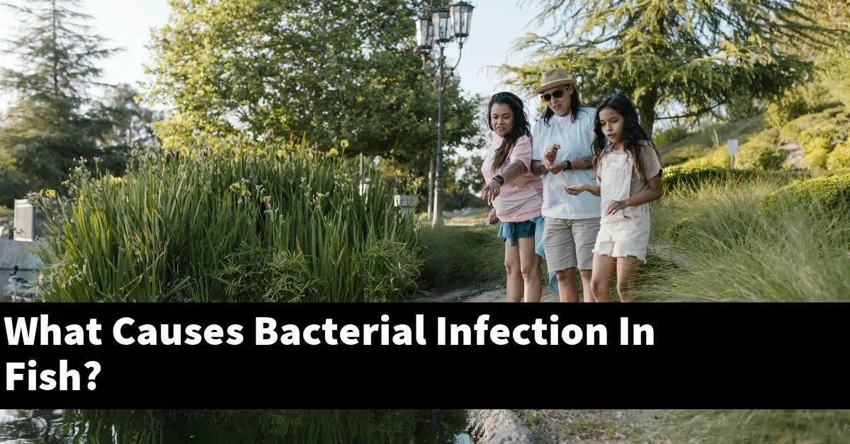 What Causes Bacterial Infection In Fish?