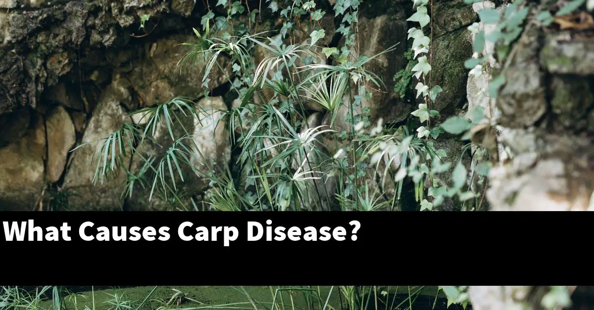 What Causes Carp Disease?