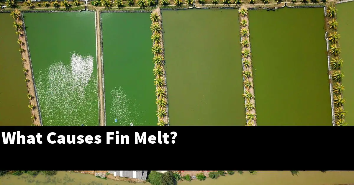 What Causes Fin Melt?
