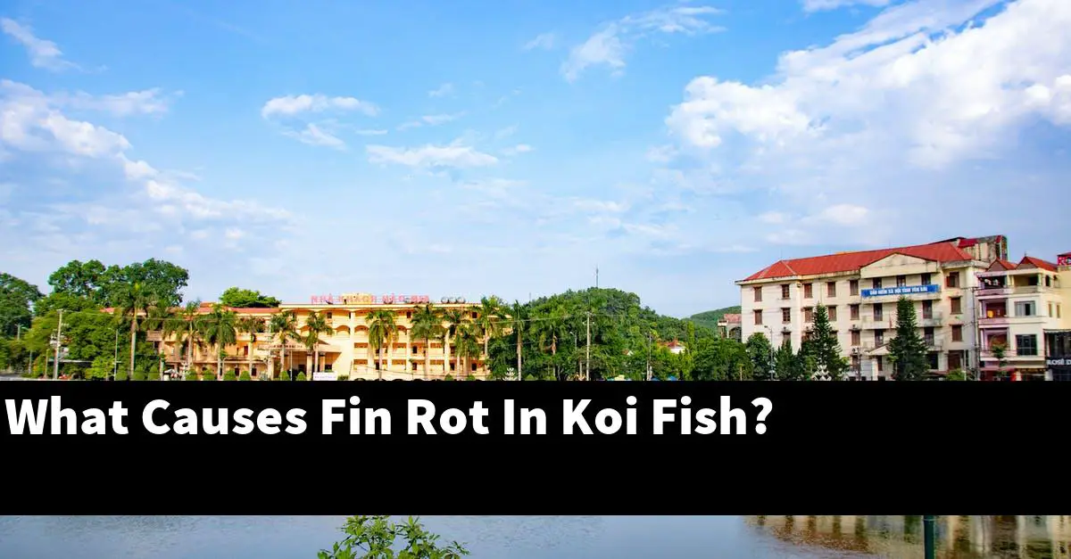 What Causes Fin Rot In Koi Fish?