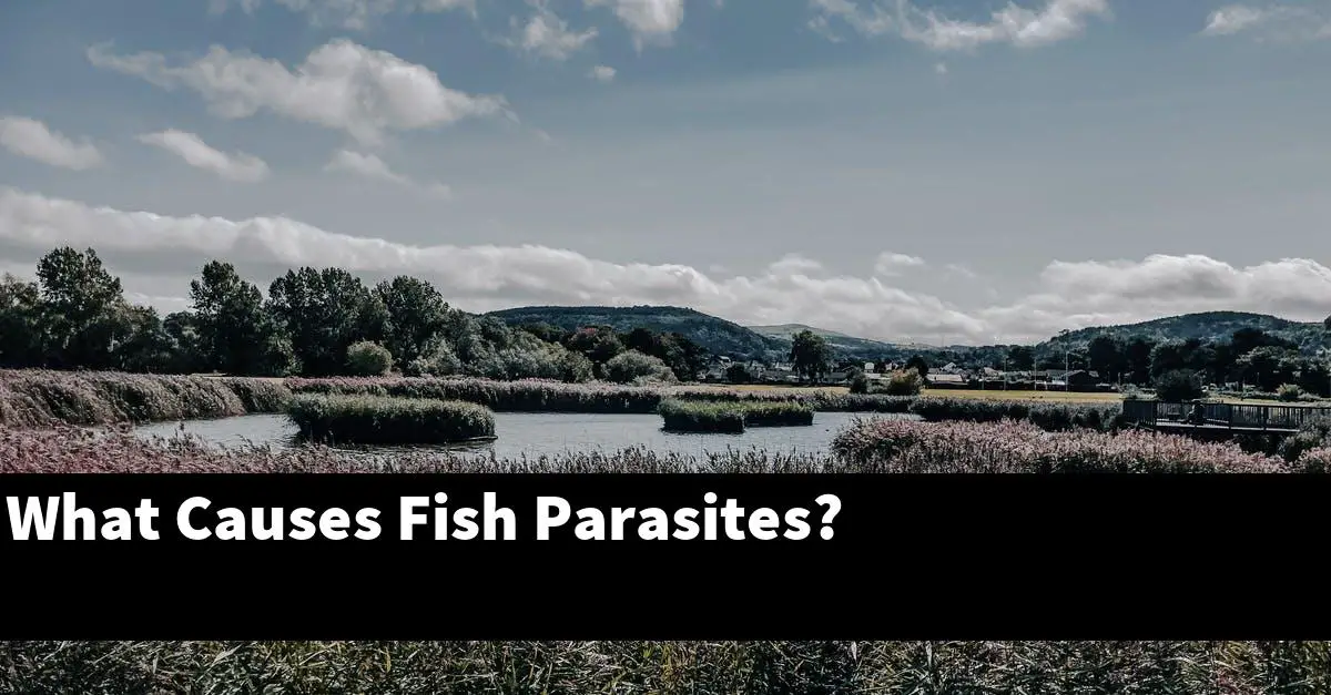 What Causes Fish Parasites?