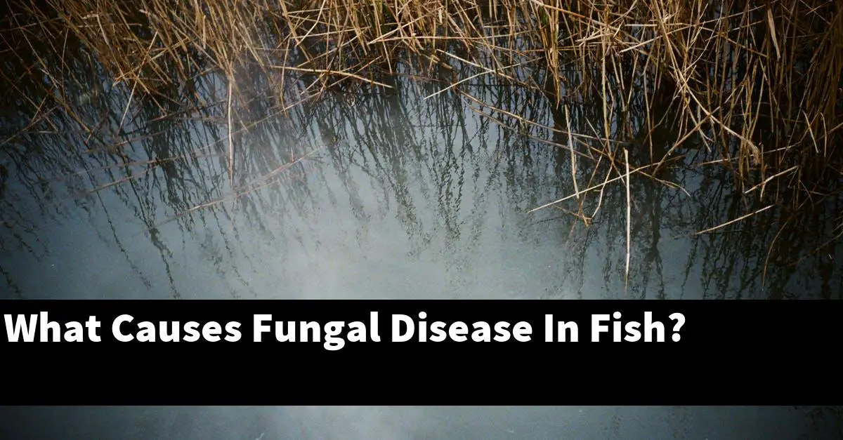 What Causes Fungal Disease In Fish?