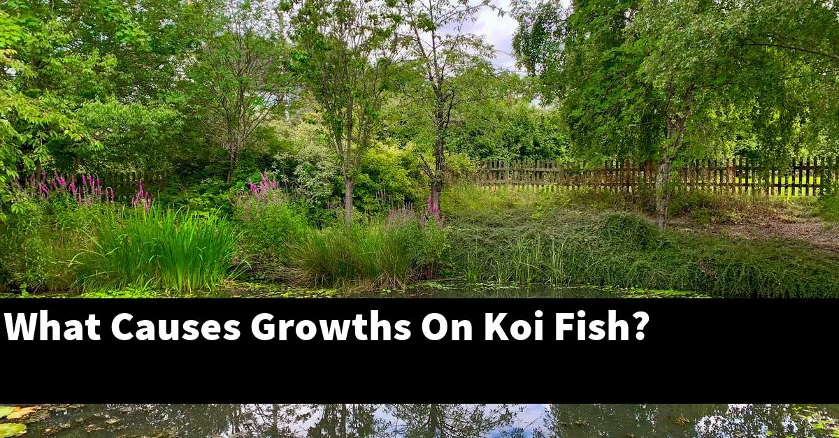 What Causes Growths On Koi Fish?