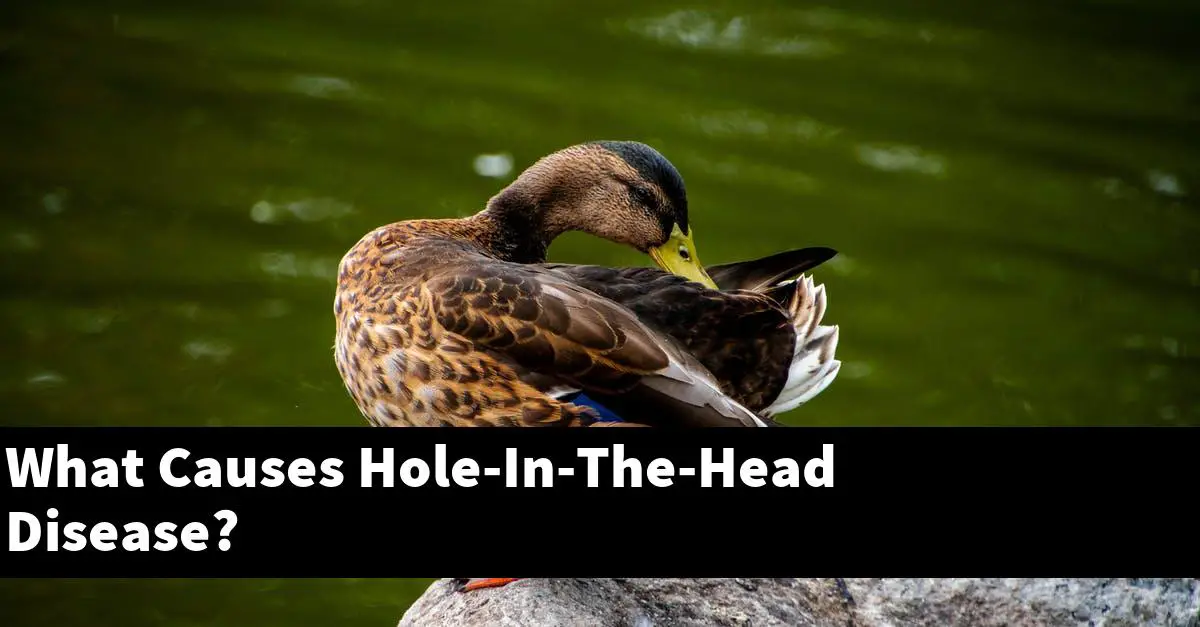 What Causes Hole-In-The-Head Disease?