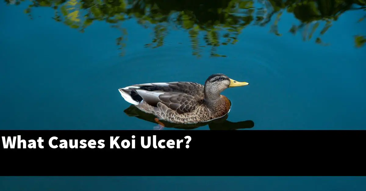 What Causes Koi Ulcer?