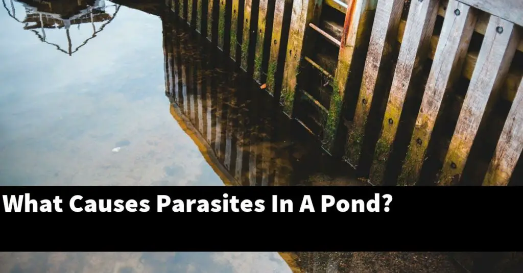What Causes Parasites In A Pond? [2024 Guide] Gold Koi Fish