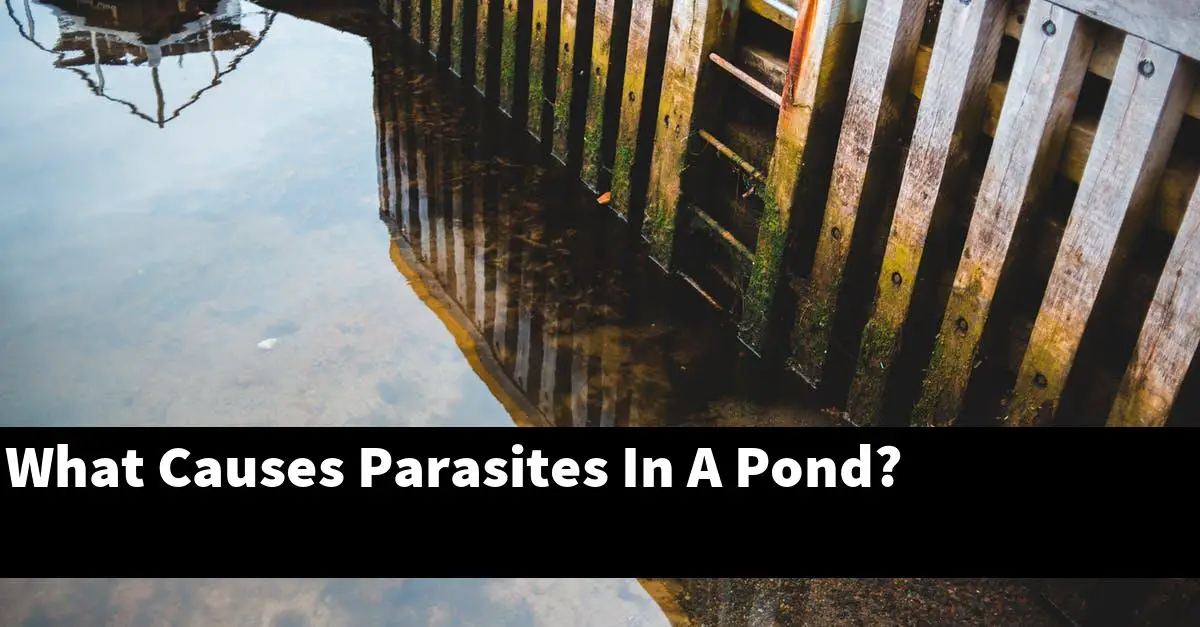 What Causes Parasites In A Pond?