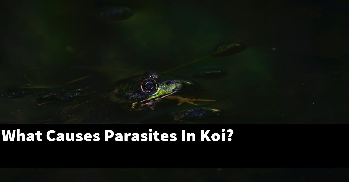 What Causes Parasites In Koi?