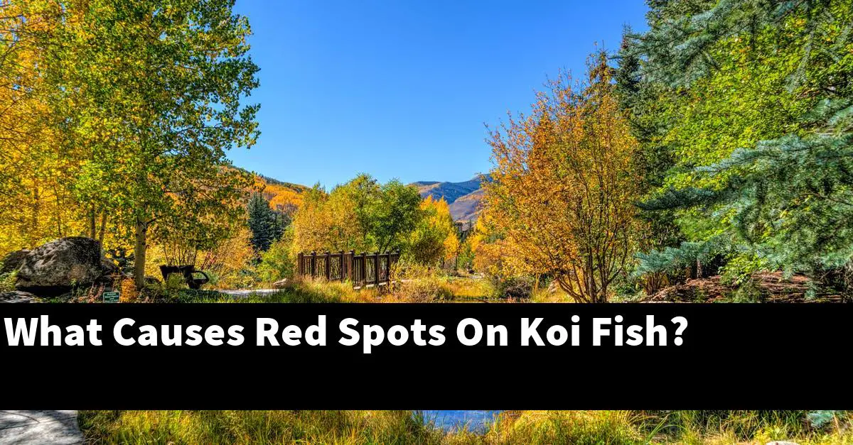 What Causes Red Spots On Koi Fish?