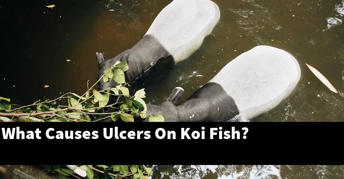 What Causes Ulcers On Koi Fish?