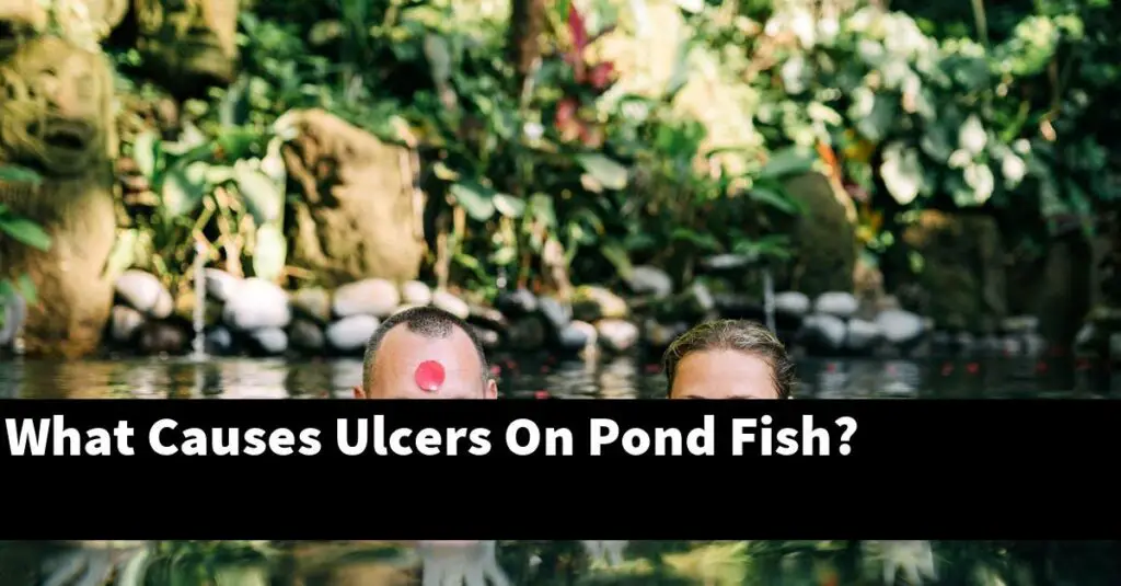 What Causes Ulcers On Pond Fish? [2024 Guide] Gold Koi Fish