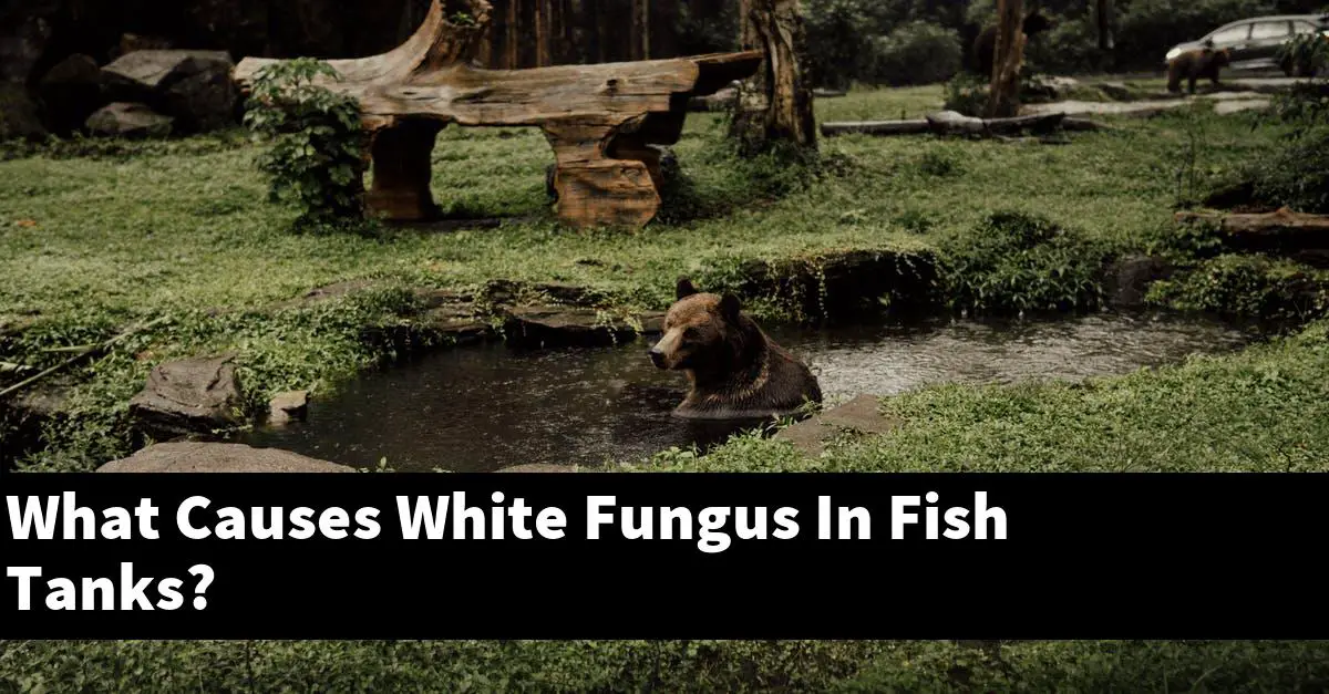 What Causes White Fungus In Fish Tanks?