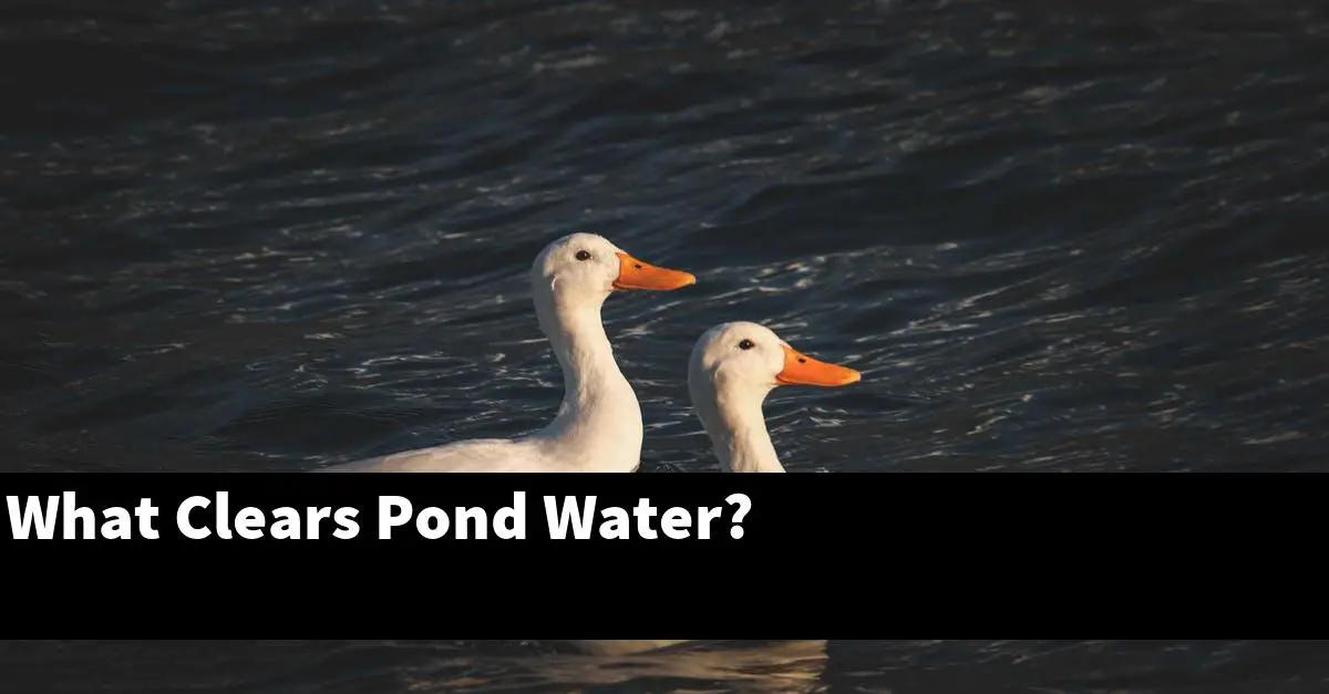 What Clears Pond Water?
