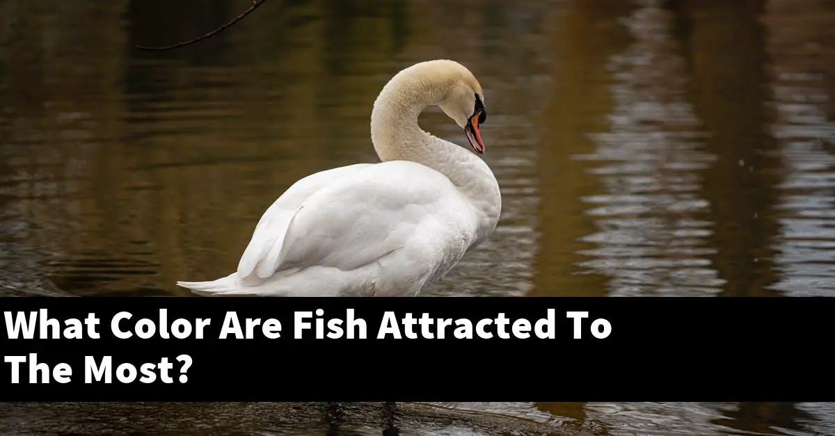 What Color Are Fish Attracted To The Most?