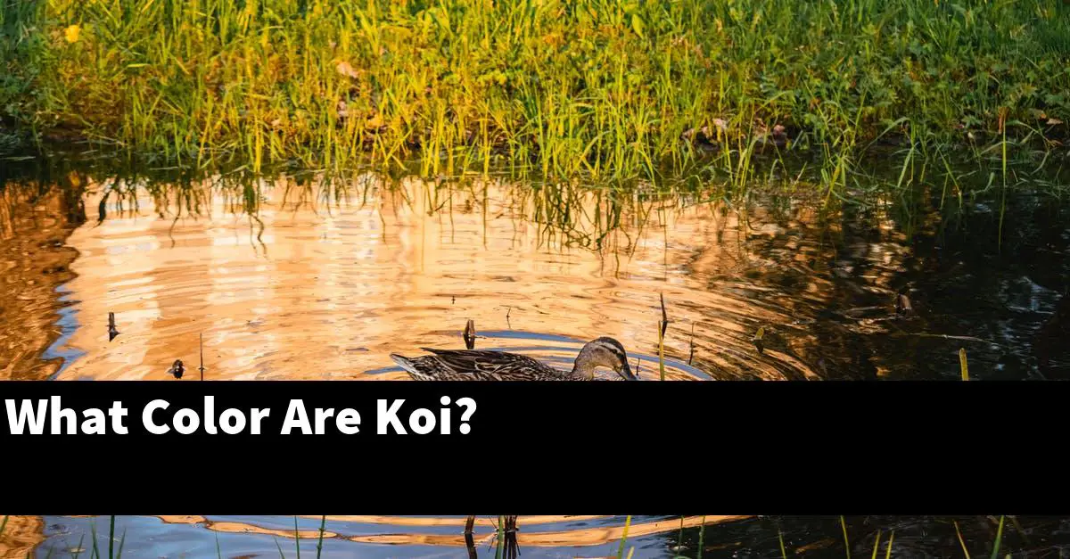 What Color Are Koi?
