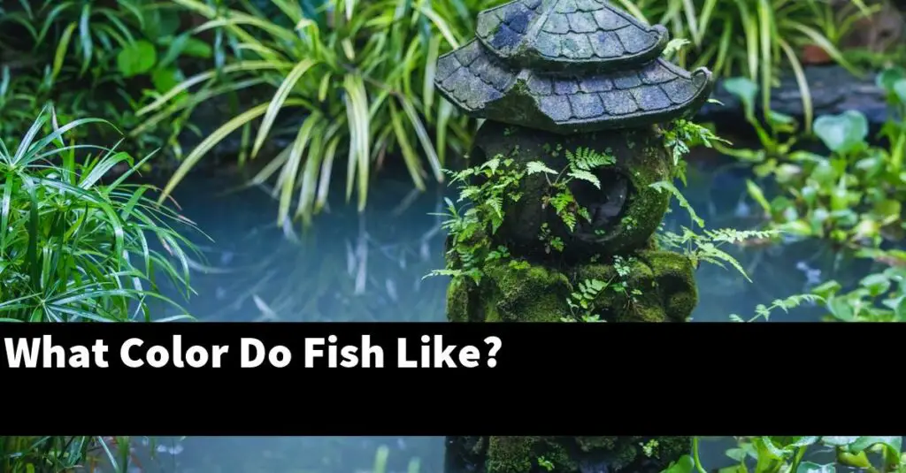 What Color Do Fish Like? [2024 Guide] Gold Koi Fish