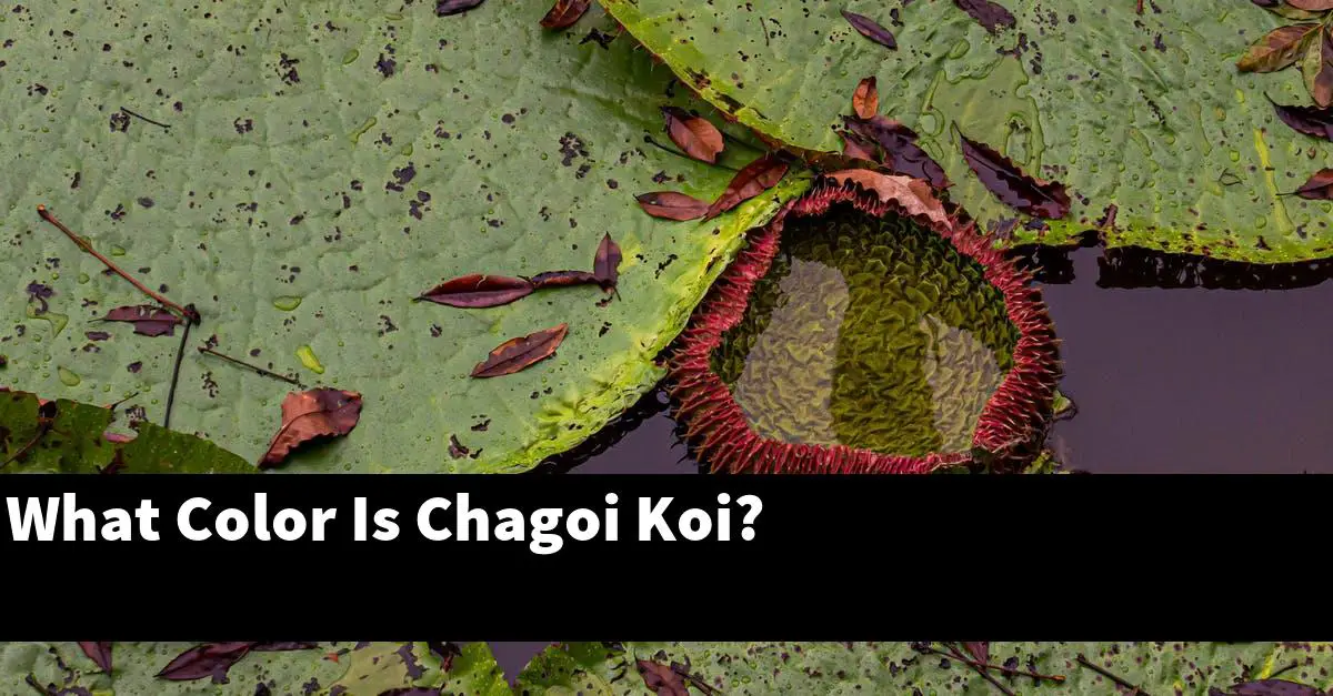 What Color Is Chagoi Koi?