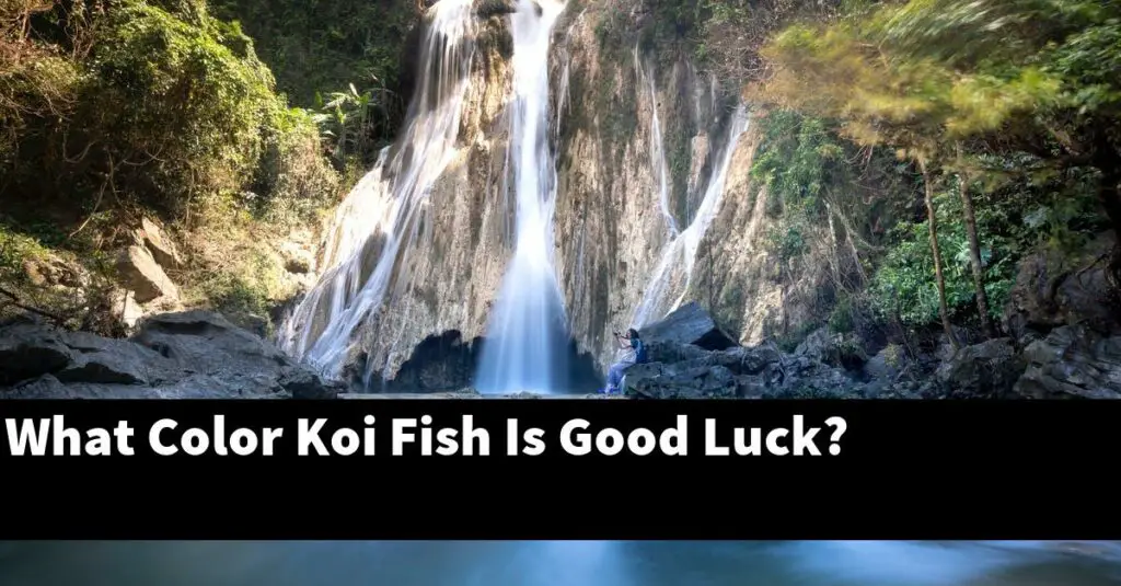 What Color Koi Fish Is Good Luck? [2024 Guide] Gold Koi Fish