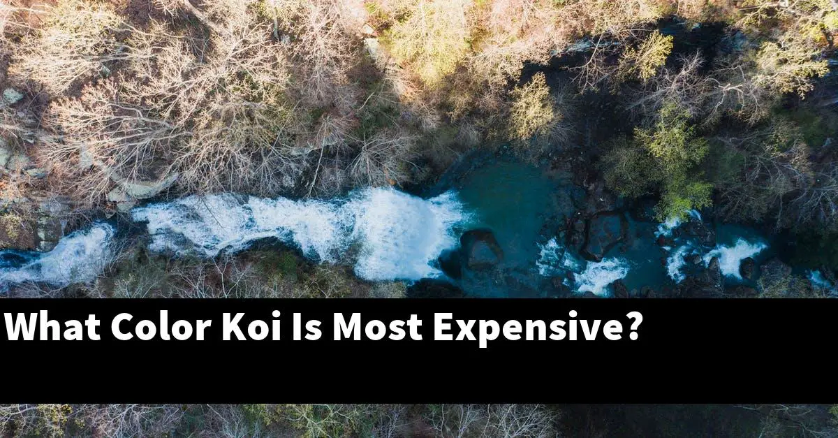 What Color Koi Is Most Expensive?
