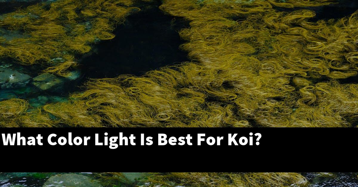 What Color Light Is Best For Koi?